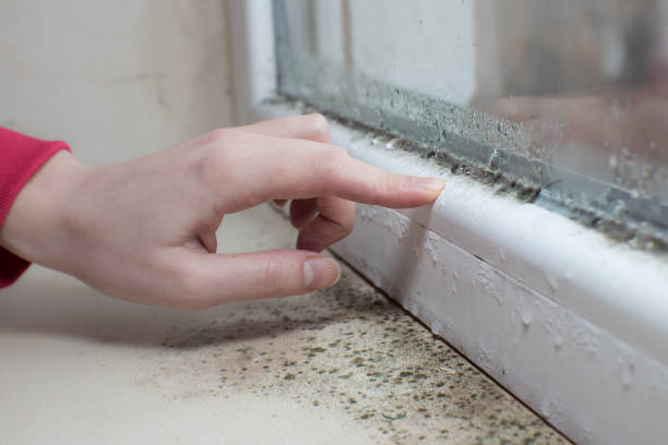 Best Commercial Mold Inspection  in Rouses Point, NY