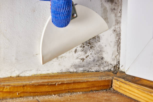 Best Post-Construction Mold Inspection  in Rouses Point, NY